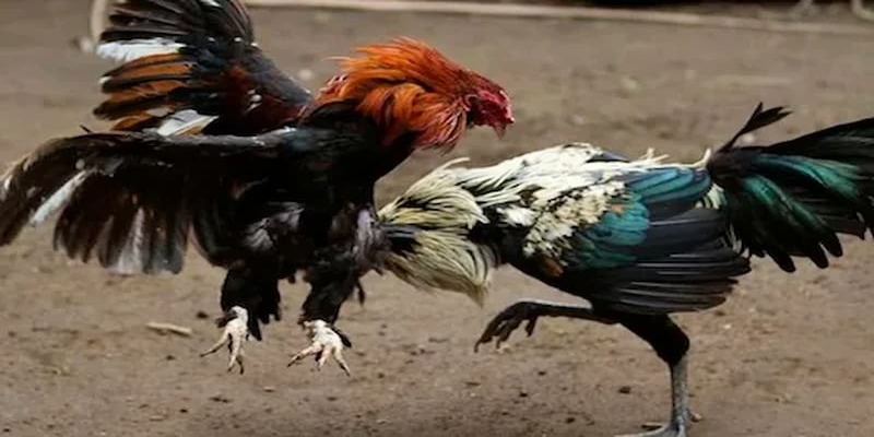 Lưu ý khi tham gia chơi đá gà thomo 